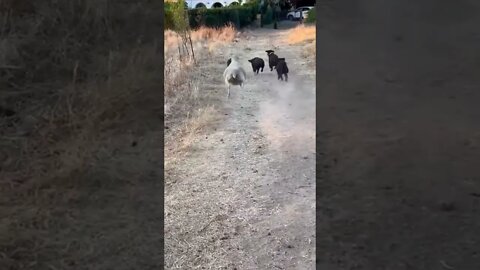 Nothing to see here, just us dogs playing fetch…😏😂🐕‍🦺🐑