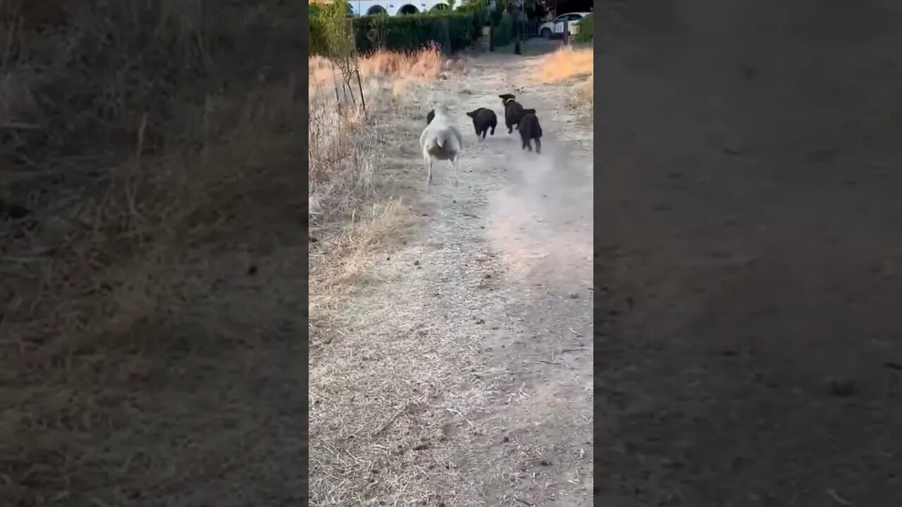Nothing to see here, just us dogs playing fetch…😏😂🐕‍🦺🐑