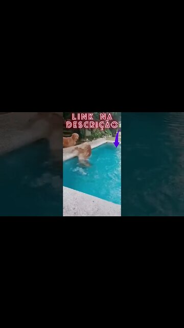 😘Ensine Seu Cão a Fazer Xixi e Cocô no Lugar Certo em Poucas Semanas! #shorts