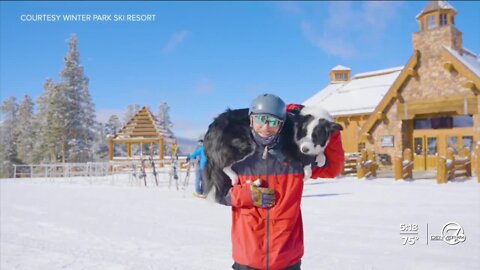 ‘We train to the highest level’: Colorado nonprofit is leading the way for avalanche dog training