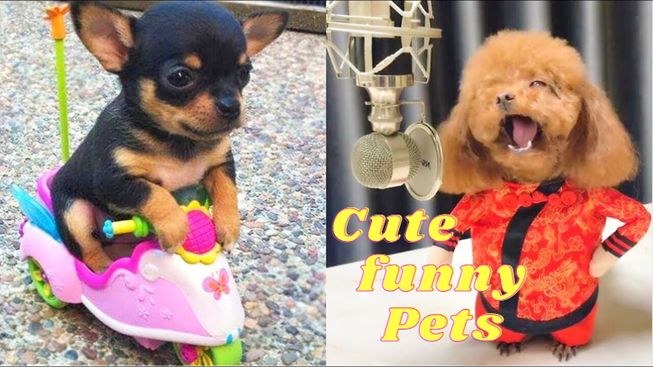 Funny Cute Pets