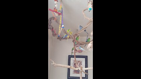 Happy Budgies Chirping