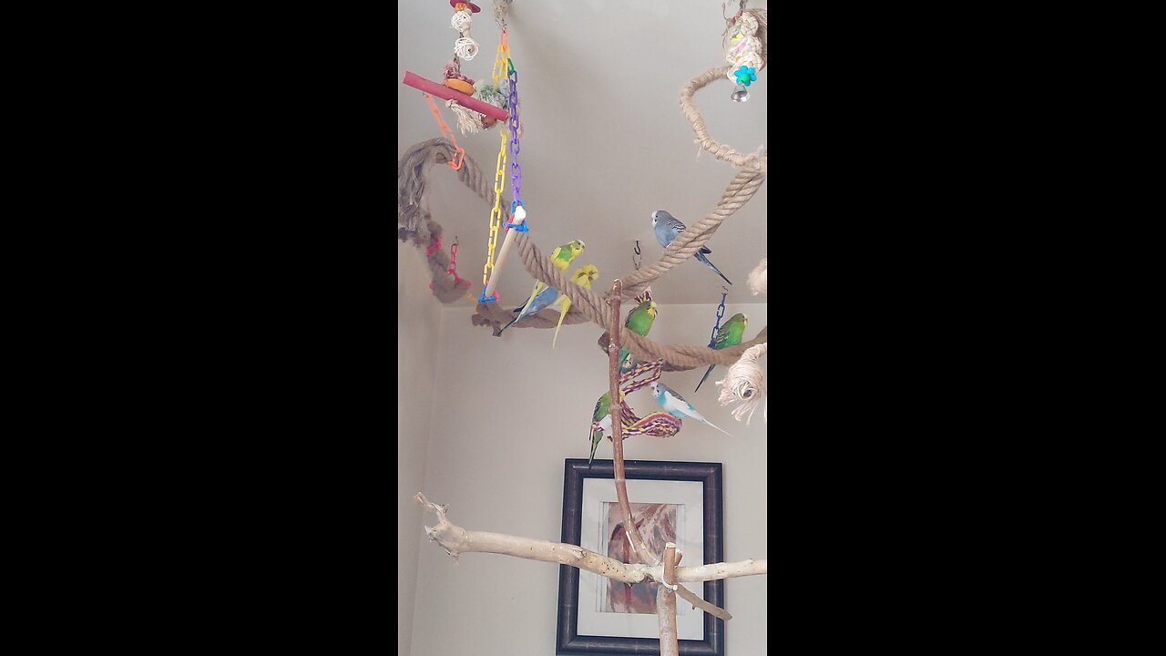 Happy Budgies Chirping