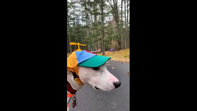 Funny animals momentsš¤£