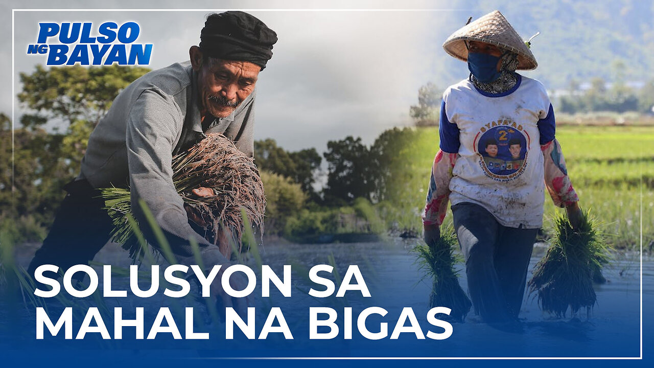 'Hybrid Rice' gamitin na para magkaroon tayo ng climate resilient na palay at sapat na bigas