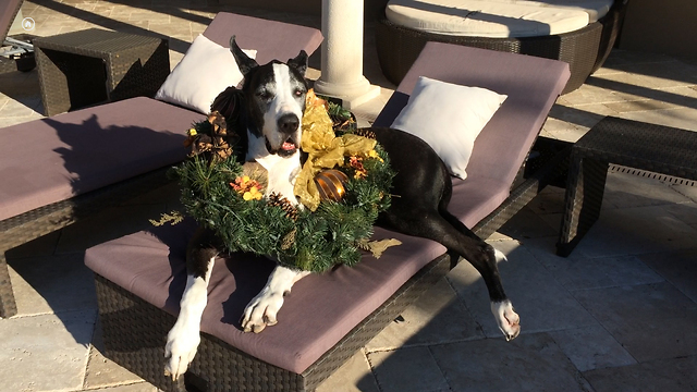 Festive Great Dane gets into the Christmas spirit