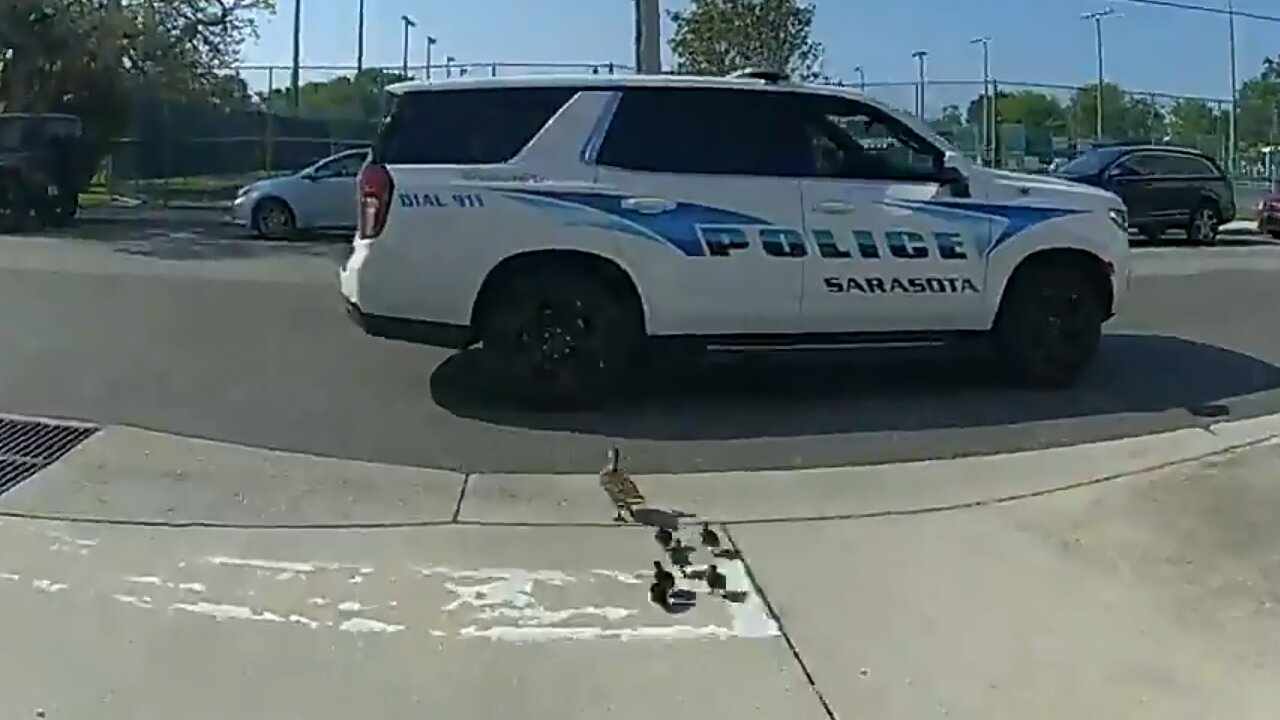 Florida police officer escorts family of ducks to safety