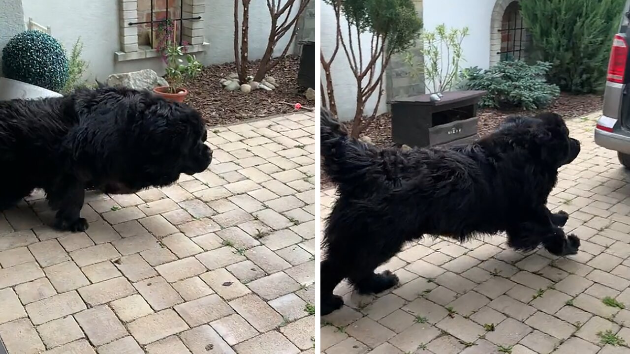 Nothing Can Stop This Newfie When It's Time For A Car Ride