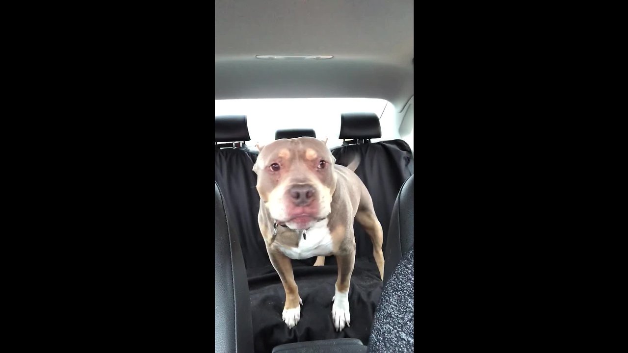 Happy dog super excited to visit the pet store