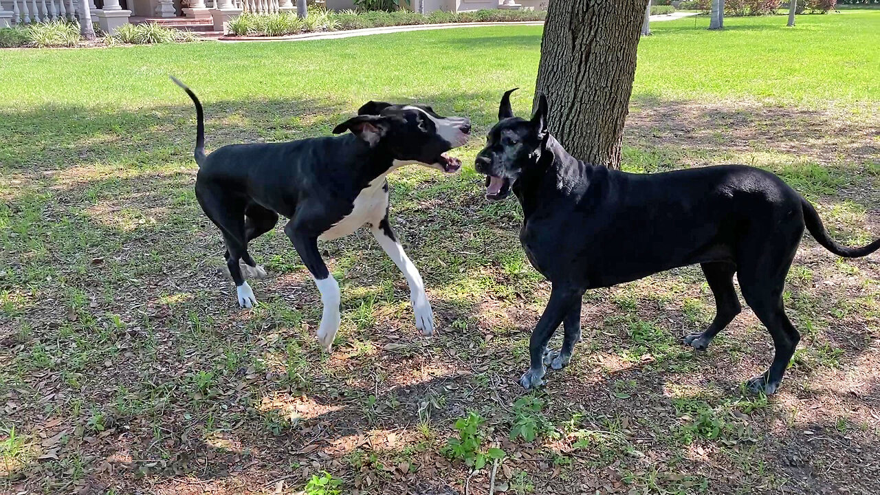 Funny Great Danes Love To Play Fly By Games - Girls Just Want To Have Fun