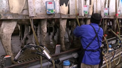 Why the price of dairy products continues to rise as inflation slows