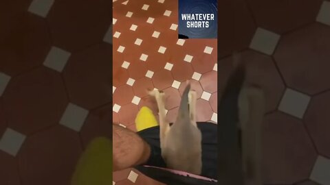 🦘Kangaroo mistakes mans underwear for a pouch and gets into it #shorts #animals #cute