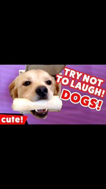 Funny dog videos for rumble app Best funny dog videos.....
