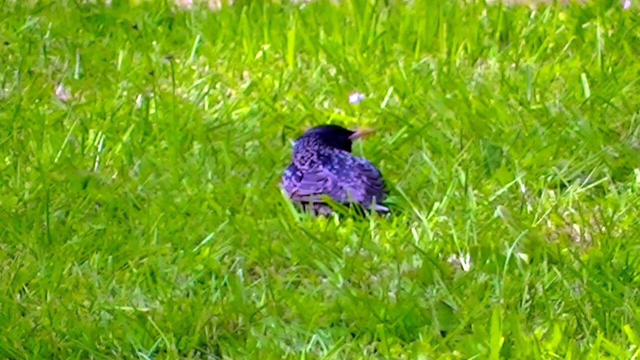 IECV NV #544 - 👀 The European Starling With The Hurt Leg 🐤 5-8-2018