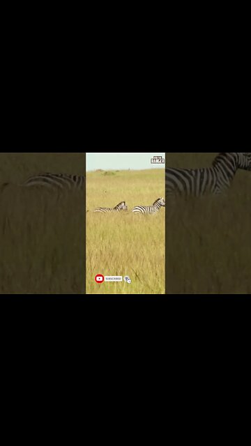 Zebra Escape From Cheetah | Saturday #shorts