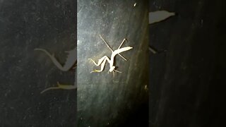 a spectaclar albino praying mantis