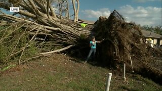 Tree damage in Englewood from Ian