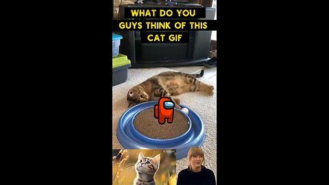 Cute Cat Gif