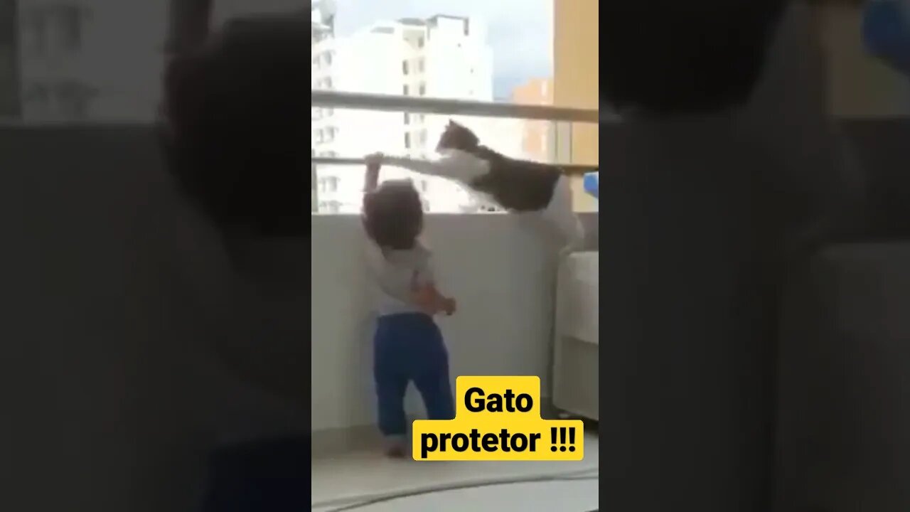 Gato Protetor!