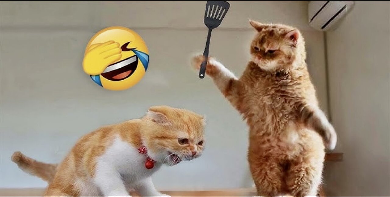 Funniest Animals 2023 😂 Funny Cats and Dogs 🐱🐶 | Funny Animal Videos 2023