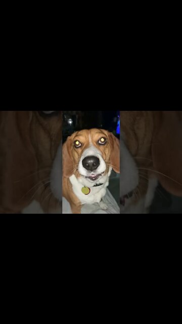 Banchee The Beagle has laser eyes and wants to eat