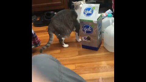 my cat Heidi