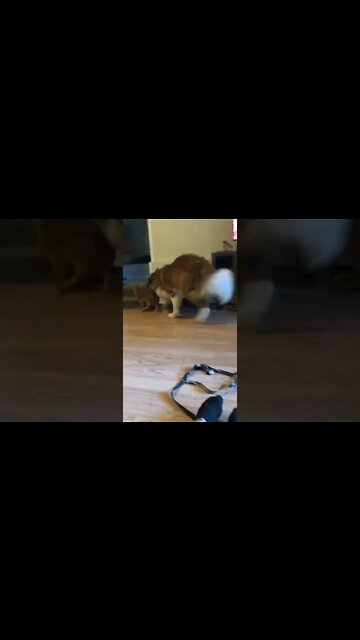 A St Bernard chasing a cat