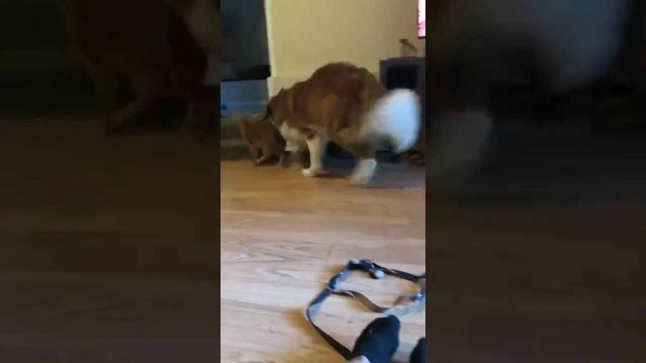 A St Bernard chasing a cat