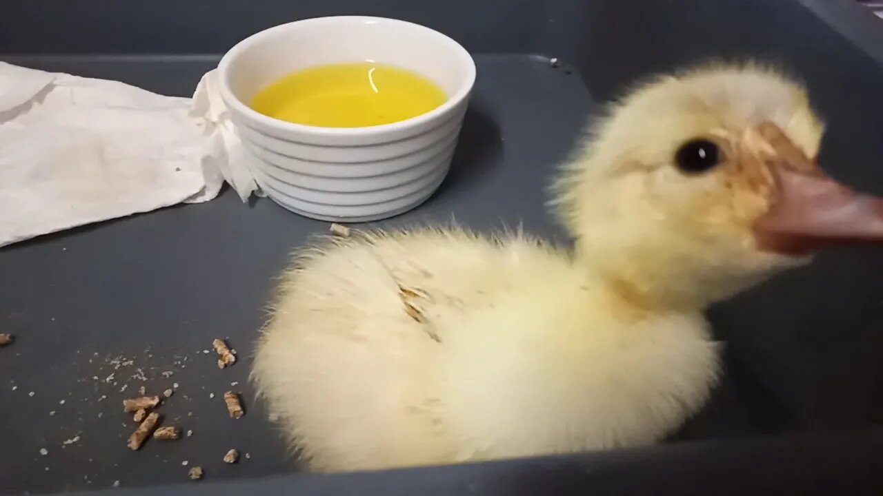 Muscovy Duckling, Having a drink and wants to be picked up (Video 3) 05/04/2020