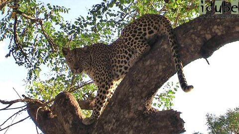 Agile Leopard