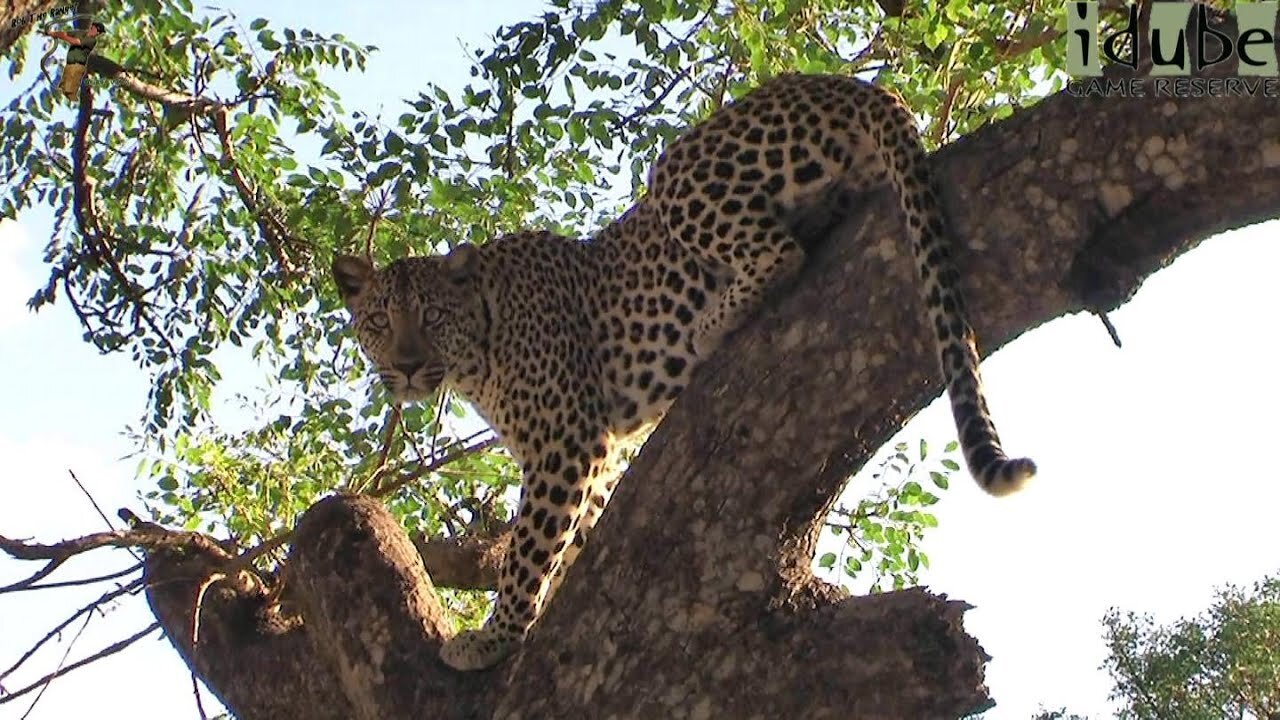 Agile Leopard