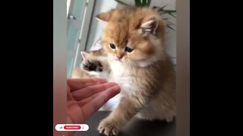 cute cat videos 😹 funny videos 😂830