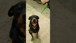 ROTTWEILER😱😱😱😱😱🔥🔥🔥#rottweiler #viral #mundoanimal #shorts #fypシ