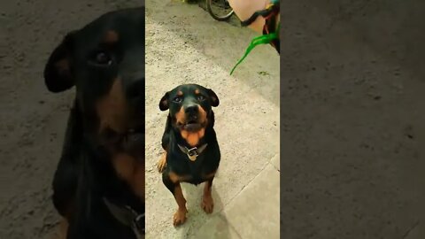 ROTTWEILER😱😱😱😱😱🔥🔥🔥#rottweiler #viral #mundoanimal #shorts #fypシ