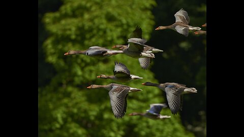 The Secret Language of Birds": Sadhguru