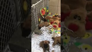 Puppies moved into pen with doggie door