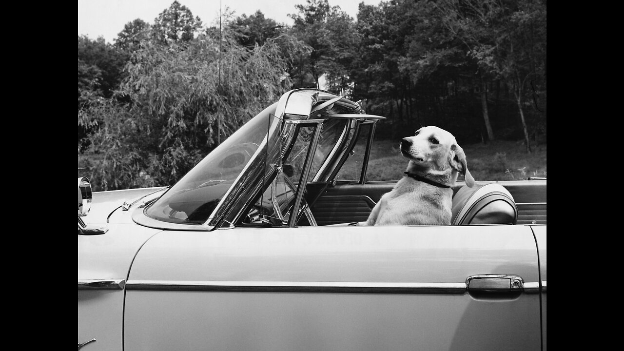 KJP confirms OBIDEN. FL bill will regulate dogs in cars. LGBTQ grooming continues.