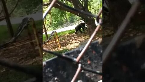 மனித குரங்கு