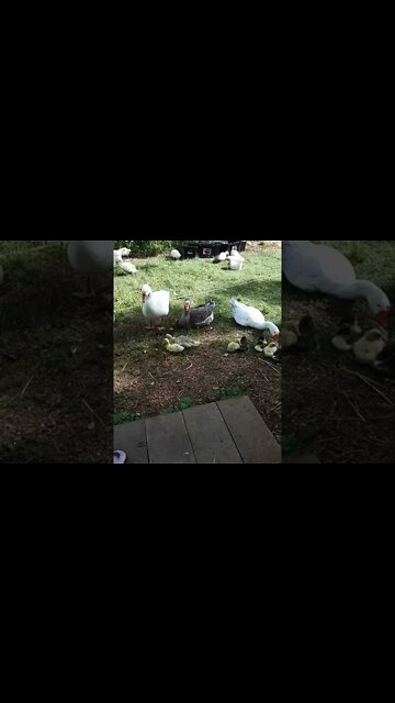 Geese are looking after the gosling and ducklings