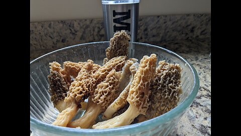 Morel by the Swamp