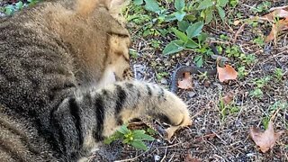 WILD SNAKE PREPARES TO STRIKE INNOCENT CAT