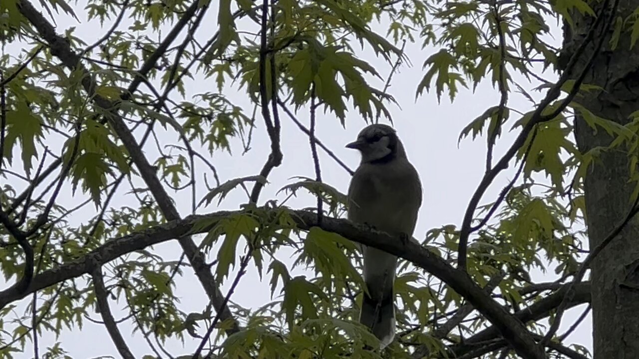 Blue Jay