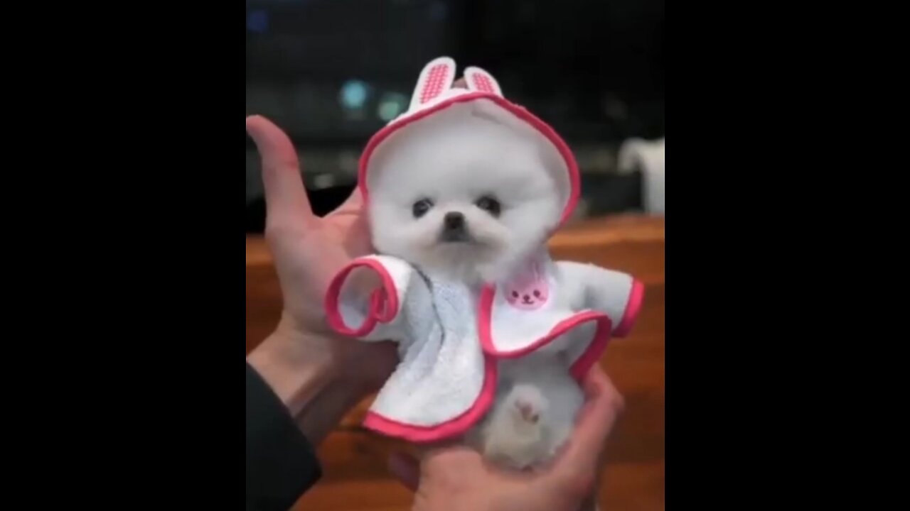 World smallest dog cute video