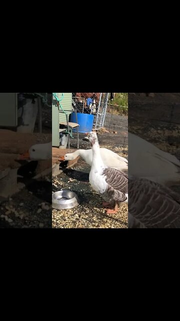 Geese and dogs yelling match