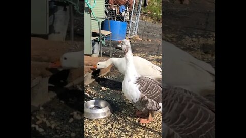 Geese and dogs yelling match