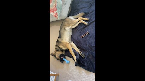 German Shepherd has the funniest expression when he is woken up