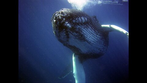 Why Sound of Whales is So Strange #shorts
