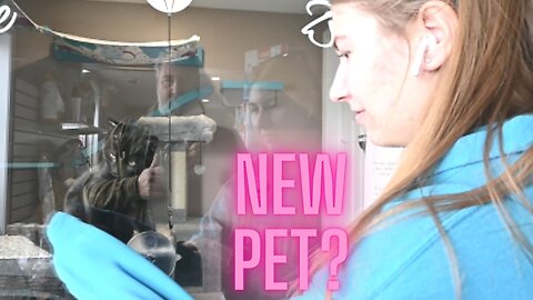 Could This Be Our Next Pet?