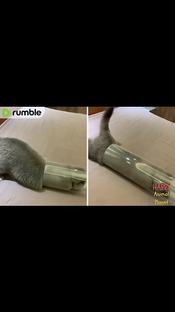 Funny and Cute Cat | Final proof that cats are a liquid.. 😂