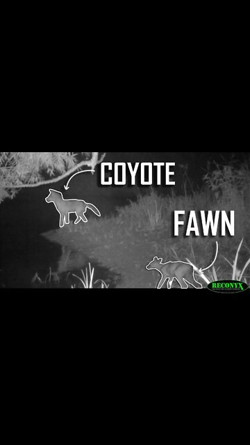 Coyote Hunts Whitetail Fawn!
